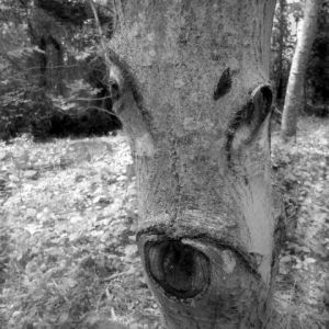 Voir le détail de cette oeuvre: l'arbre Biche