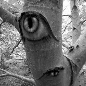 Voir le détail de cette oeuvre: les yeux du bois